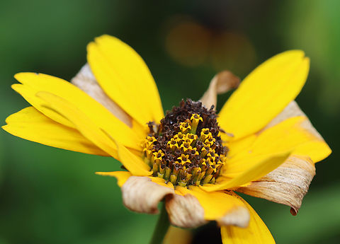 False Sunflower - Heliopsis helianthoides Habitat: Meadow
https://www.jungledragon.com/image/136902/false_sunflower_-_heliopsis_helianthoides.html
https://www.jungledragon.com/image/136904/false_sunflower_-_heliopsis_helianthoides.html
https://www.jungledragon.com/image/136903/false_sunflower_-_heliopsis_helianthoides.html False sunflower,Geotagged,Heliopsis helianthoides,Summer,United States