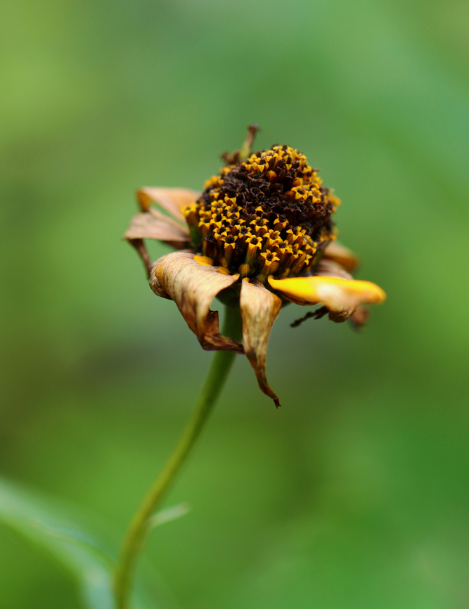False Sunflower - Heliopsis helianthoides Habitat: Meadow<br />
<figure class="photo"><a href="https://www.jungledragon.com/image/136902/false_sunflower_-_heliopsis_helianthoides.html" title="False Sunflower - Heliopsis helianthoides"><img src="https://s3.amazonaws.com/media.jungledragon.com/images/3232/136902_thumb.jpg?AWSAccessKeyId=05GMT0V3GWVNE7GGM1R2&Expires=1759968010&Signature=Weq2Wt3fh7FbnSuHVkS38jOMqqQ%3D" width="200" height="152" alt="False Sunflower - Heliopsis helianthoides Habitat: Meadow<br />
https://www.jungledragon.com/image/136902/false_sunflower_-_heliopsis_helianthoides.html<br />
https://www.jungledragon.com/image/136904/false_sunflower_-_heliopsis_helianthoides.html<br />
https://www.jungledragon.com/image/136903/false_sunflower_-_heliopsis_helianthoides.html False sunflower,Geotagged,Heliopsis,Heliopsis helianthoides,Summer,United States,rough oxeye,smooth oxeye" /></a></figure><br />
<figure class="photo"><a href="https://www.jungledragon.com/image/136904/false_sunflower_-_heliopsis_helianthoides.html" title="False Sunflower - Heliopsis helianthoides"><img src="https://s3.amazonaws.com/media.jungledragon.com/images/3232/136904_thumb.jpg?AWSAccessKeyId=05GMT0V3GWVNE7GGM1R2&Expires=1759968010&Signature=%2FSDn5FhzEPbXpHhA6P5%2BDVd3jJ0%3D" width="118" height="152" alt="False Sunflower - Heliopsis helianthoides Habitat: Meadow<br />
https://www.jungledragon.com/image/136902/false_sunflower_-_heliopsis_helianthoides.html<br />
https://www.jungledragon.com/image/136904/false_sunflower_-_heliopsis_helianthoides.html<br />
https://www.jungledragon.com/image/136903/false_sunflower_-_heliopsis_helianthoides.html False sunflower,Geotagged,Heliopsis helianthoides,Summer,United States" /></a></figure><br />
<figure class="photo"><a href="https://www.jungledragon.com/image/136903/false_sunflower_-_heliopsis_helianthoides.html" title="False Sunflower - Heliopsis helianthoides"><img src="https://s3.amazonaws.com/media.jungledragon.com/images/3232/136903_thumb.jpg?AWSAccessKeyId=05GMT0V3GWVNE7GGM1R2&Expires=1759968010&Signature=c8Z02VWLF01jVuwgNYVRFuKMTLs%3D" width="200" height="144" alt="False Sunflower - Heliopsis helianthoides Habitat: Meadow<br />
https://www.jungledragon.com/image/136902/false_sunflower_-_heliopsis_helianthoides.html<br />
https://www.jungledragon.com/image/136904/false_sunflower_-_heliopsis_helianthoides.html<br />
https://www.jungledragon.com/image/136903/false_sunflower_-_heliopsis_helianthoides.html False sunflower,Geotagged,Heliopsis helianthoides,Summer,United States" /></a></figure> False sunflower,Geotagged,Heliopsis helianthoides,Summer,United States