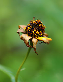 False Sunflower - Heliopsis helianthoides Habitat: Meadow
https://www.jungledragon.com/image/136902/false_sunflower_-_heliopsis_helianthoides.html
https://www.jungledragon.com/image/136904/false_sunflower_-_heliopsis_helianthoides.html
https://www.jungledragon.com/image/136903/false_sunflower_-_heliopsis_helianthoides.html False sunflower,Geotagged,Heliopsis helianthoides,Summer,United States