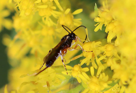 Ichneumonid Wasp - Pimpla sp. I suspect this might be Pimpla annulipes, but am not sure. There are a few similar species.

Habitat: Meadow Geotagged,Hymenoptera,Pimpla,Pimpla annulipes,Summer,United States,ichneumonid,ichneumonidae,wasp