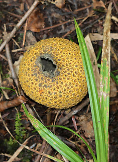 Pigskin Poison Puffball - Scleroderma citrinum Habitat: Growing on the ground; mixed forest Common Earthball,Geotagged,Scleroderma citrinum,Summer,United States,puffball,scleroderma