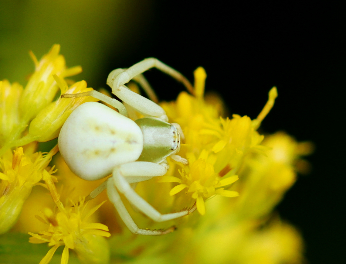 Crab Spider - Misumena vatia or Misumenoides formosipes? The white stripe between the eyes makes me think this is Misumenoides formosipes, but M. vatia is also quite similar.<br />
<br />
Habitat: Goldenrod; meadow Geotagged,Summer,Thomisidae,United States,crab spider,spider