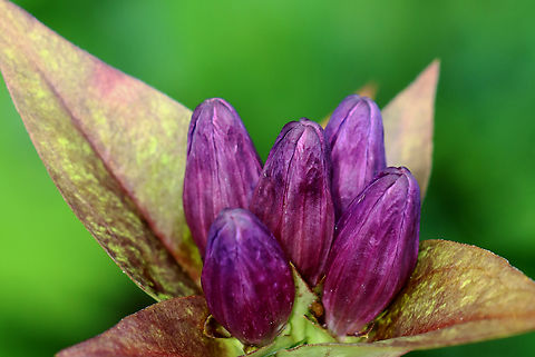 Bottle Gentian  - Gentiana clausa Habitat: Forest/meadow edge
https://www.jungledragon.com/image/136909/bottle_gentian_-_gentiana_clausa.html Gentiana,Gentiana clausa,Geotagged,Summer,United States,bottle gentian,gentian