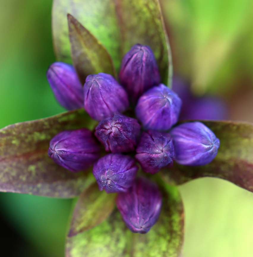 Bottle Gentian - Gentiana clausa Habitat: Forest/meadow edge<br />
<figure class="photo"><a href="https://www.jungledragon.com/image/136908/bottle_gentian_-_gentiana_clausa.html" title="Bottle Gentian  - Gentiana clausa"><img src="https://s3.amazonaws.com/media.jungledragon.com/images/3232/136908_thumb.jpg?AWSAccessKeyId=05GMT0V3GWVNE7GGM1R2&Expires=1759968010&Signature=d2j1MPzAm37uFYcRVZw3bOKXaTs%3D" width="200" height="134" alt="Bottle Gentian  - Gentiana clausa Habitat: Forest/meadow edge<br />
https://www.jungledragon.com/image/136909/bottle_gentian_-_gentiana_clausa.html Gentiana,Gentiana clausa,Geotagged,Summer,United States,bottle gentian,gentian" /></a></figure> Gentiana clausa,Geotagged,Summer,United States