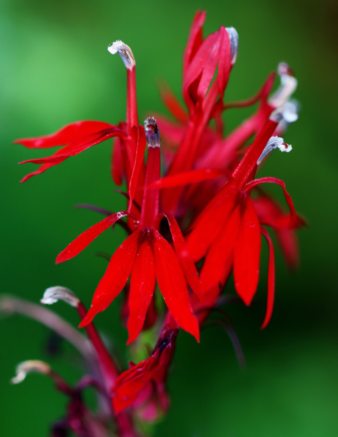 Cardinal Flower - Lobelia cardinalis This plant is potentially toxic because many members of the genus Lobelia contain the pyridine alkaloid lobeline. Although, Native Americans smoked and chewed the leaves in place of tobacco. <br />
<br />
Habitat: Pondside Cardinal Flower,Geotagged,Lobelia cardinalis,Summer,United States,lobelia
