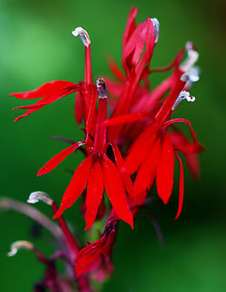 Cardinal Flower - Lobelia cardinalis This plant is potentially toxic because many members of the genus Lobelia contain the pyridine alkaloid lobeline. Although, Native Americans smoked and chewed the leaves in place of tobacco. 

Habitat: Pondside Cardinal Flower,Geotagged,Lobelia cardinalis,Summer,United States,lobelia