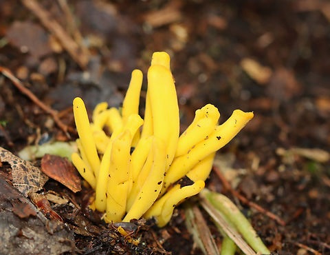 Golden Spindles - Clavulinopsis fusiformis Bright yellow, cylindrical, unbranched fruiting bodies.

Habitat: Growing in a small cluster on the ground in a mixed forest.
 Clavariaceae,Clavulinopsis,Clavulinopsis fusiformis,Geotagged,Golden spindles,Summer,United States,coral fungus,fungus,mushroom