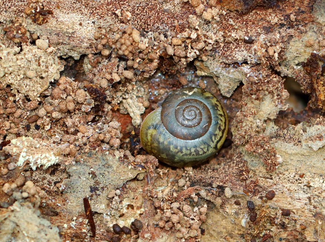 Eastern Whitelip Snail (Subadult) - Family Polygyridae, Neohelix albolabris Habitat: Rotting wood; mixed forest Eastern Whitelip,Geotagged,Neohelix albolabris,Polygyridae,Summer,United States,neohelix,snail,subadult snail,terrestrial snail