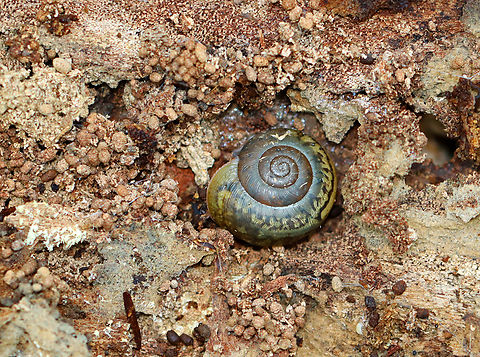 Eastern Whitelip Snail (Subadult) - Family Polygyridae, Neohelix albolabris Habitat: Rotting wood; mixed forest Eastern Whitelip,Geotagged,Neohelix albolabris,Polygyridae,Summer,United States,neohelix,snail,subadult snail,terrestrial snail