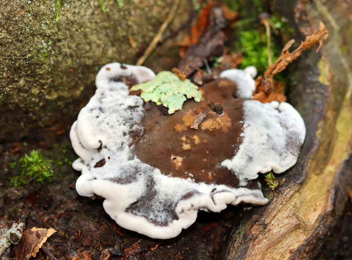 Toothed Fungus - Family Bankeraceae, Hydnellum sp. Habitat: Growing bewtween a rock and tree roots, possibly on the roots; Mixed forest Geotagged,Summer,United States,bankeraceae,fungus,hydnellum,mushroom,toothed fungus