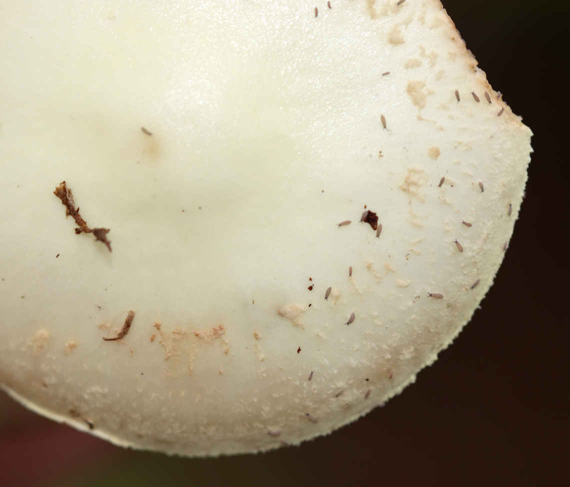 Coker's Lavender Staining Amanita - Amanita lavendula Habitat: Mixed forest<br />
<figure class="photo"><a href="https://www.jungledragon.com/image/136914/cokers_lavender_staining_amanita_-_amanita_lavendula.html" title="Coker&#039;s Lavender Staining Amanita - Amanita lavendula"><img src="https://s3.amazonaws.com/media.jungledragon.com/images/3232/136914_thumb.jpg?AWSAccessKeyId=05GMT0V3GWVNE7GGM1R2&Expires=1759968010&Signature=xgNLiV%2F7a7gTusnlmuhHZhIgAn0%3D" width="200" height="172" alt="Coker&#039;s Lavender Staining Amanita - Amanita lavendula Habitat: Mixed forest<br />
https://www.jungledragon.com/image/136914/mushroom_-_amanita_sp.html<br />
https://www.jungledragon.com/image/136916/mushroom_-_amanita_sp.html<br />
https://www.jungledragon.com/image/136915/mushroom_-_amanita_sp.html Amanita lavendula,Coker&#039;s Lavender Staining Amanita,Geotagged,Summer,United States" /></a></figure><br />
<figure class="photo"><a href="https://www.jungledragon.com/image/136916/cokers_lavender_staining_amanita_-_amanita_lavendula.html" title="Coker&#039;s Lavender Staining Amanita - Amanita lavendula"><img src="https://s3.amazonaws.com/media.jungledragon.com/images/3232/136916_thumb.jpg?AWSAccessKeyId=05GMT0V3GWVNE7GGM1R2&Expires=1759968010&Signature=LzhhN%2FaqUwF5ou%2BwqVJ3vZy1LBU%3D" width="200" height="152" alt="Coker&#039;s Lavender Staining Amanita - Amanita lavendula *Tentative ID<br />
<br />
Habitat: Mixed forest<br />
https://www.jungledragon.com/image/136914/mushroom_-_amanita_sp.html<br />
https://www.jungledragon.com/image/136916/mushroom_-_amanita_sp.html<br />
https://www.jungledragon.com/image/136915/mushroom_-_amanita_sp.html Amanita lavendula,Coker&#039;s Lavender Staining Amanita,Geotagged,Summer,United States,amanita,fungus,mushroom" /></a></figure><br />
<figure class="photo"><a href="https://www.jungledragon.com/image/136915/cokers_lavender_staining_amanita_-_amanita_lavendula.html" title="Coker&#039;s Lavender Staining Amanita - Amanita lavendula"><img src="https://s3.amazonaws.com/media.jungledragon.com/images/3232/136915_thumb.jpg?AWSAccessKeyId=05GMT0V3GWVNE7GGM1R2&Expires=1759968010&Signature=NO2RsHus%2BERorWlWHoZHf534Ngg%3D" width="200" height="144" alt="Coker&#039;s Lavender Staining Amanita - Amanita lavendula Check out all the springtails!<br />
<br />
Habitat: Mixed forest<br />
https://www.jungledragon.com/image/136914/mushroom_-_amanita_sp.html<br />
https://www.jungledragon.com/image/136916/mushroom_-_amanita_sp.html<br />
https://www.jungledragon.com/image/136915/mushroom_-_amanita_sp.html Amanita lavendula,Coker&#039;s Lavender Staining Amanita,Geotagged,Summer,United States" /></a></figure> Amanita lavendula,Coker's Lavender Staining Amanita,Geotagged,Summer,United States