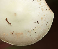Coker's Lavender Staining Amanita - Amanita lavendula Habitat: Mixed forest<br />
https://www.jungledragon.com/image/136914/mushroom_-_amanita_sp.html<br />
https://www.jungledragon.com/image/136916/mushroom_-_amanita_sp.html<br />
https://www.jungledragon.com/image/136915/mushroom_-_amanita_sp.html Amanita lavendula,Coker's Lavender Staining Amanita,Geotagged,Summer,United States