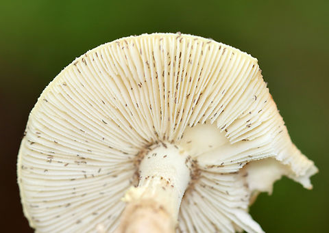 Coker's Lavender Staining Amanita - Amanita lavendula Check out all the springtails!

Habitat: Mixed forest
https://www.jungledragon.com/image/136914/mushroom_-_amanita_sp.html
https://www.jungledragon.com/image/136916/mushroom_-_amanita_sp.html
https://www.jungledragon.com/image/136915/mushroom_-_amanita_sp.html Amanita lavendula,Coker's Lavender Staining Amanita,Geotagged,Summer,United States