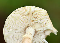 Coker's Lavender Staining Amanita - Amanita lavendula Check out all the springtails!<br />
<br />
Habitat: Mixed forest<br />
https://www.jungledragon.com/image/136914/mushroom_-_amanita_sp.html<br />
https://www.jungledragon.com/image/136916/mushroom_-_amanita_sp.html<br />
https://www.jungledragon.com/image/136915/mushroom_-_amanita_sp.html Amanita lavendula,Coker's Lavender Staining Amanita,Geotagged,Summer,United States