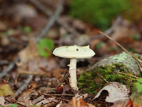 Coker's Lavender Staining Amanita - Amanita lavendula *Tentative ID

Habitat: Mixed forest
https://www.jungledragon.com/image/136914/mushroom_-_amanita_sp.html
https://www.jungledragon.com/image/136916/mushroom_-_amanita_sp.html
https://www.jungledragon.com/image/136915/mushroom_-_amanita_sp.html Amanita lavendula,Coker's Lavender Staining Amanita,Geotagged,Summer,United States,amanita,fungus,mushroom
