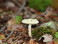 Coker's Lavender Staining Amanita - Amanita lavendula *Tentative ID<br />
<br />
Habitat: Mixed forest<br />
https://www.jungledragon.com/image/136914/mushroom_-_amanita_sp.html<br />
https://www.jungledragon.com/image/136916/mushroom_-_amanita_sp.html<br />
https://www.jungledragon.com/image/136915/mushroom_-_amanita_sp.html Amanita lavendula,Coker's Lavender Staining Amanita,Geotagged,Summer,United States,amanita,fungus,mushroom