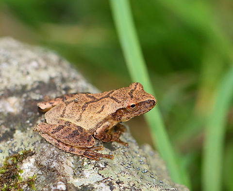 Spring Peeper - Pseudacris crucifer Habitat: Mixed forest
https://www.jungledragon.com/image/136966/spring_peeper_-_pseudacris_crucifer.html Geotagged,Pseudacris crucifer,Spring peeper,Summer,United States