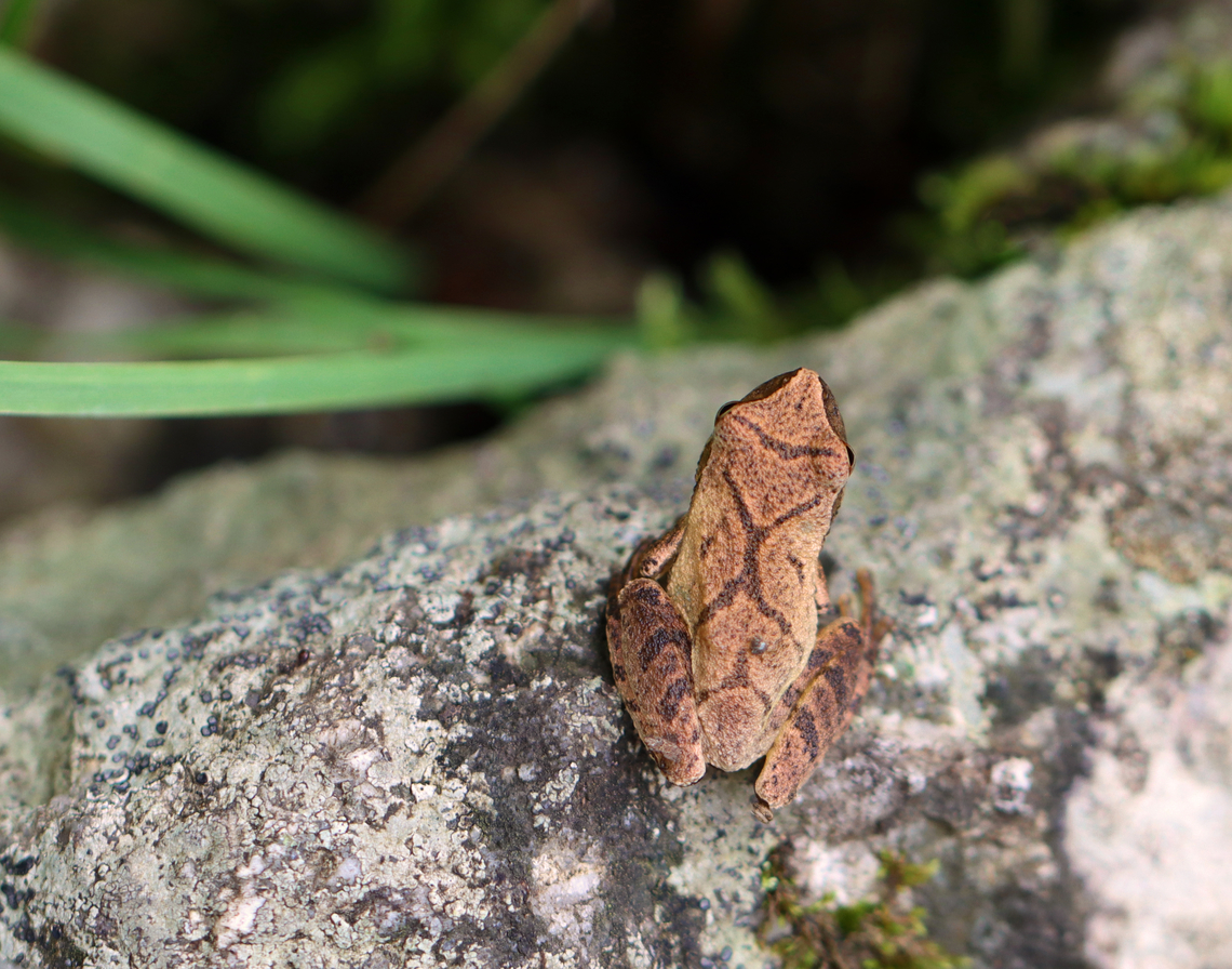 Spring Peeper - Pseudacris crucifer Habitat: Mixed forest<br />
<figure class="photo"><a href="https://www.jungledragon.com/image/136965/spring_peeper_-_pseudacris_crucifer.html" title="Spring Peeper - Pseudacris crucifer"><img src="https://s3.amazonaws.com/media.jungledragon.com/images/3232/136965_thumb.jpg?AWSAccessKeyId=05GMT0V3GWVNE7GGM1R2&Expires=1759968010&Signature=1Qiju8Qx4GDAHGldxiTTPUOgzLs%3D" width="200" height="166" alt="Spring Peeper - Pseudacris crucifer Habitat: Mixed forest<br />
https://www.jungledragon.com/image/136966/spring_peeper_-_pseudacris_crucifer.html Geotagged,Pseudacris crucifer,Spring peeper,Summer,United States" /></a></figure> Geotagged,Pseudacris crucifer,Spring peeper,Summer,United States,frog,peeper,pseudacris