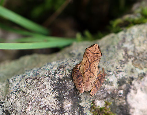 Spring Peeper - Pseudacris crucifer Habitat: Mixed forest
https://www.jungledragon.com/image/136965/spring_peeper_-_pseudacris_crucifer.html Geotagged,Pseudacris crucifer,Spring peeper,Summer,United States,frog,peeper,pseudacris