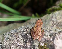 Spring Peeper - Pseudacris crucifer Habitat: Mixed forest<br />
https://www.jungledragon.com/image/136965/spring_peeper_-_pseudacris_crucifer.html Geotagged,Pseudacris crucifer,Spring peeper,Summer,United States,frog,peeper,pseudacris