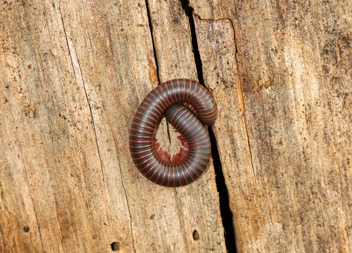 American Giant Millipede - Narceus americanus Habitat: Rotting wood; mixed forest American giant millipede,Geotagged,Narceus americanus,Summer,United States,giant millipede,millipede,narceus