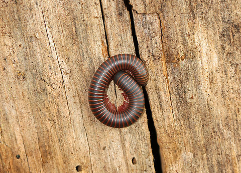 American Giant Millipede - Narceus americanus Habitat: Rotting wood; mixed forest American giant millipede,Geotagged,Narceus americanus,Summer,United States,giant millipede,millipede,narceus