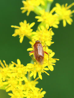 Plant Bug - Family Miridae, Neolygus sp. Habitat: Meadow Geotagged,Neolygus,Summer,United States,bug,miridae,plant bug