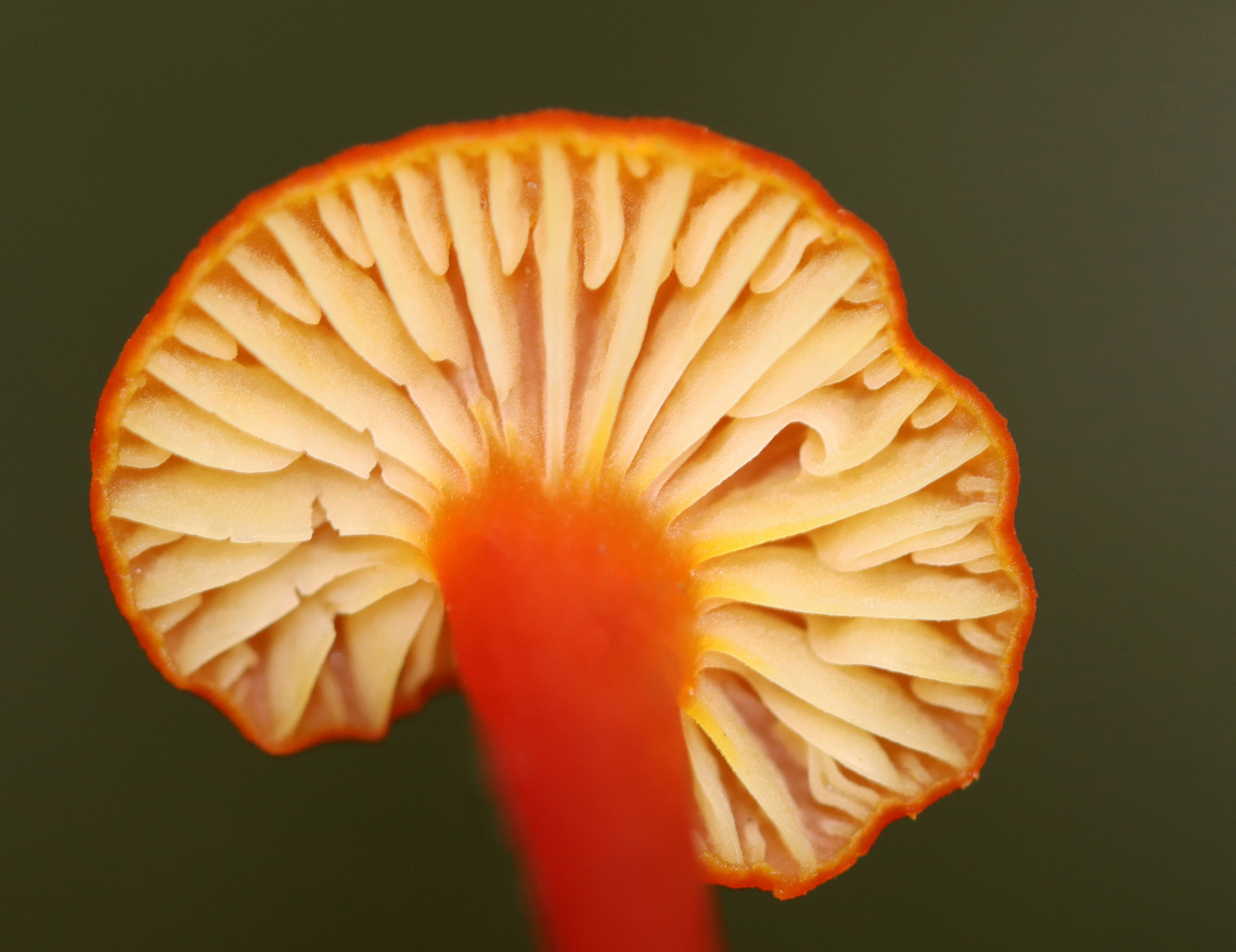 Mushroom - Hygrocybe sp. Mixed forest; near the edge of a swamp<br />
<figure class="photo"><a href="https://www.jungledragon.com/image/136975/mushroom_-_hygrocybe_sp.html" title="Mushroom - Hygrocybe sp."><img src="https://s3.amazonaws.com/media.jungledragon.com/images/3232/136975_thumb.jpg?AWSAccessKeyId=05GMT0V3GWVNE7GGM1R2&Expires=1759968010&Signature=soMQ3Hy6iD09RvI2aFx%2FSVT3y5M%3D" width="114" height="152" alt="Mushroom - Hygrocybe sp. Mixed forest; near the edge of a swamp<br />
https://www.jungledragon.com/image/136974/mushroom_-_hygrocybe_sp.html Geotagged,Summer,United States" /></a></figure> Geotagged,Summer,United States,fungus,hygrocybe,mushroom