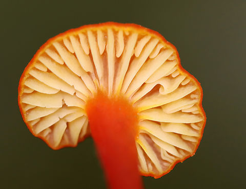 Mushroom - Hygrocybe sp. Mixed forest; near the edge of a swamp
https://www.jungledragon.com/image/136975/mushroom_-_hygrocybe_sp.html Geotagged,Summer,United States,fungus,hygrocybe,mushroom