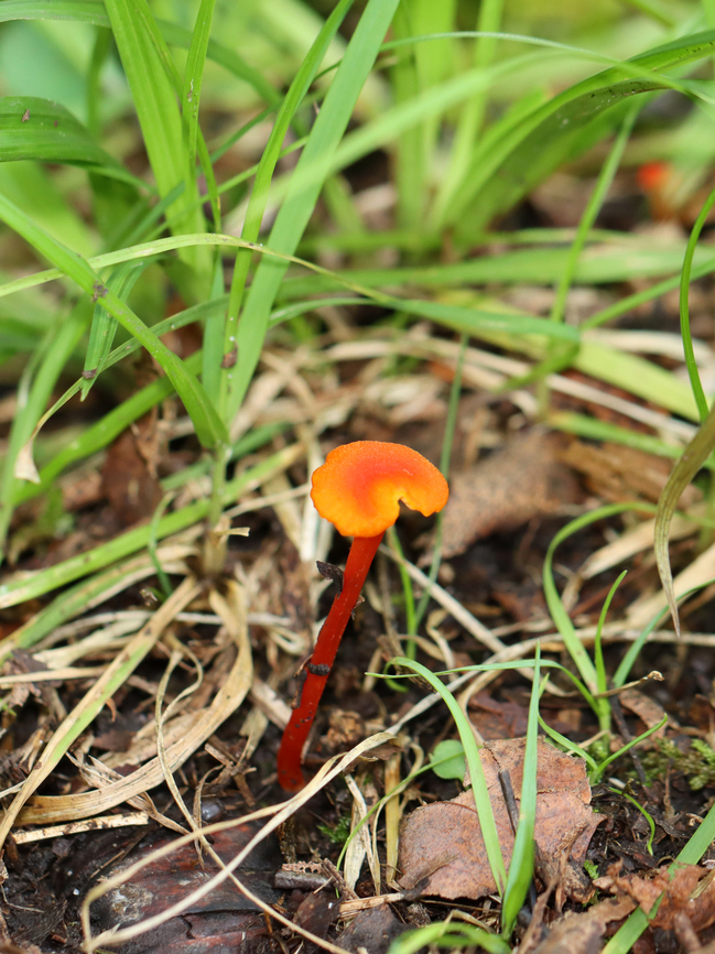 Mushroom - Hygrocybe sp. Mixed forest; near the edge of a swamp<br />
<figure class="photo"><a href="https://www.jungledragon.com/image/136974/mushroom_-_hygrocybe_sp.html" title="Mushroom - Hygrocybe sp."><img src="https://s3.amazonaws.com/media.jungledragon.com/images/3232/136974_thumb.jpg?AWSAccessKeyId=05GMT0V3GWVNE7GGM1R2&Expires=1769040010&Signature=qa7e2UR6kk9Vj1V5F0xYBHYs0Zg%3D" width="200" height="156" alt="Mushroom - Hygrocybe sp. Mixed forest; near the edge of a swamp<br />
https://www.jungledragon.com/image/136975/mushroom_-_hygrocybe_sp.html Geotagged,Summer,United States,fungus,hygrocybe,mushroom" /></a></figure> Geotagged,Summer,United States