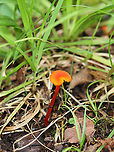 Mushroom - Hygrocybe sp. Mixed forest; near the edge of a swamp<br />
https://www.jungledragon.com/image/136974/mushroom_-_hygrocybe_sp.html Geotagged,Summer,United States