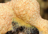Dog Vomit Slime Mold - Fuligo septica The inside looked like greasy pudding.<br />
<br />
Habitat: Growing on a rotting log; mixed forest<br />
https://www.jungledragon.com/image/136976/dog_vomit_slime_mold_-_fuligo_septica.html<br />
https://www.jungledragon.com/image/136978/dog_vomit_slime_mold_-_fuligo_septica.html<br />
https://www.jungledragon.com/image/136977/dog_vomit_slime_mold_-_fuligo_septica.html Dog vomit slime mold,Fuligo septica,Geotagged,Summer,United States