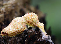 Dog Vomit Slime Mold - Fuligo septica The inside looked like greasy pudding.<br />
<br />
Habitat: Growing on a rotting log; mixed forest<br />
https://www.jungledragon.com/image/136976/dog_vomit_slime_mold_-_fuligo_septica.html<br />
https://www.jungledragon.com/image/136978/dog_vomit_slime_mold_-_fuligo_septica.html<br />
https://www.jungledragon.com/image/136977/dog_vomit_slime_mold_-_fuligo_septica.html Dog vomit slime mold,Fuligo septica,Geotagged,Summer,United States