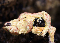 Dog Vomit Slime Mold - Fuligo septica The inside looked like greasy pudding.<br />
<br />
Habitat: Growing on a rotting log; mixed forest<br />
https://www.jungledragon.com/image/136976/dog_vomit_slime_mold_-_fuligo_septica.html<br />
https://www.jungledragon.com/image/136978/dog_vomit_slime_mold_-_fuligo_septica.html<br />
https://www.jungledragon.com/image/136977/dog_vomit_slime_mold_-_fuligo_septica.html Dog vomit slime mold,Fuligo,Fuligo septica,Geotagged,Summer,United States,slime mold