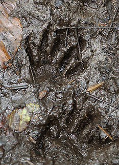 Raccoon Tracks - Procyon lotor Habitat: Swamp Geotagged,Procyon,Summer,United States,raccoon,raccoon tracks,signs of wildlife,tracks