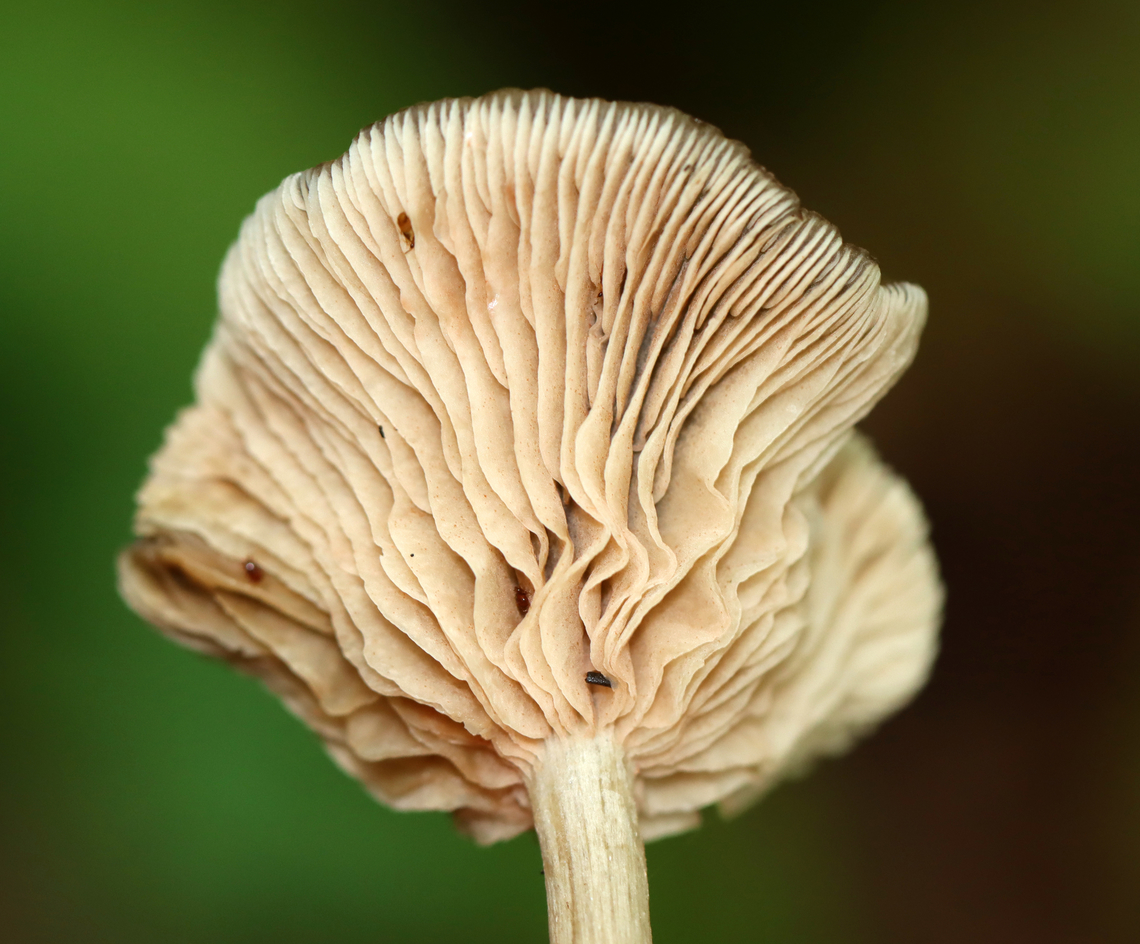 Mushroom - Entoloma sp. Habitat: Growing on the ground; mostly deciduous forest with some pine and hemlock.<br />
<figure class="photo"><a href="https://www.jungledragon.com/image/136981/mushroom_-_entoloma_sp.html" title="Mushroom - Entoloma sp."><img src="https://s3.amazonaws.com/media.jungledragon.com/images/3232/136981_thumb.jpg?AWSAccessKeyId=05GMT0V3GWVNE7GGM1R2&Expires=1769040010&Signature=mmLQM%2BbTm1Ds8Cqh75xvhc19rIc%3D" width="200" height="166" alt="Mushroom - Entoloma sp. Habitat: Growing on the ground; mostly deciduous forest with some pine and hemlock.<br />
https://www.jungledragon.com/image/136981/mushroom_-_agaricales.html<br />
https://www.jungledragon.com/image/136983/mushroom_-_agaricales.html<br />
https://www.jungledragon.com/image/136982/mushroom_-_agaricales.html Geotagged,Summer,United States" /></a></figure><br />
<figure class="photo"><a href="https://www.jungledragon.com/image/136983/mushroom_-_entoloma_sp.html" title="Mushroom - Entoloma sp."><img src="https://s3.amazonaws.com/media.jungledragon.com/images/3232/136983_thumb.jpg?AWSAccessKeyId=05GMT0V3GWVNE7GGM1R2&Expires=1769040010&Signature=XEjKL2Xls2J3P%2BSuNBsLN7p8lXY%3D" width="102" height="152" alt="Mushroom - Entoloma sp. Habitat: Growing on the ground; mostly deciduous forest with some pine and hemlock.<br />
https://www.jungledragon.com/image/136981/mushroom_-_agaricales.html<br />
https://www.jungledragon.com/image/136983/mushroom_-_agaricales.html<br />
https://www.jungledragon.com/image/136982/mushroom_-_agaricales.html Geotagged,Summer,United States" /></a></figure><br />
<figure class="photo"><a href="https://www.jungledragon.com/image/136982/mushroom_-_entoloma_sp.html" title="Mushroom - Entoloma sp."><img src="https://s3.amazonaws.com/media.jungledragon.com/images/3232/136982_thumb.jpg?AWSAccessKeyId=05GMT0V3GWVNE7GGM1R2&Expires=1769040010&Signature=oZDo3ElrFkYk%2BA66Ngw9B7h80sk%3D" width="200" height="154" alt="Mushroom - Entoloma sp. Habitat: Growing on the ground; mostly deciduous forest with some pine and hemlock.<br />
https://www.jungledragon.com/image/136981/mushroom_-_agaricales.html<br />
https://www.jungledragon.com/image/136983/mushroom_-_agaricales.html<br />
https://www.jungledragon.com/image/136982/mushroom_-_agaricales.html Agaricaceae,Geotagged,Summer,United States,agaricales,entoloma,fungus,mushroom" /></a></figure> Geotagged,Summer,United States