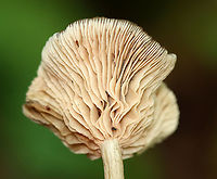 Mushroom - Entoloma sp. Habitat: Growing on the ground; mostly deciduous forest with some pine and hemlock.<br />
https://www.jungledragon.com/image/136981/mushroom_-_agaricales.html<br />
https://www.jungledragon.com/image/136983/mushroom_-_agaricales.html<br />
https://www.jungledragon.com/image/136982/mushroom_-_agaricales.html Geotagged,Summer,United States