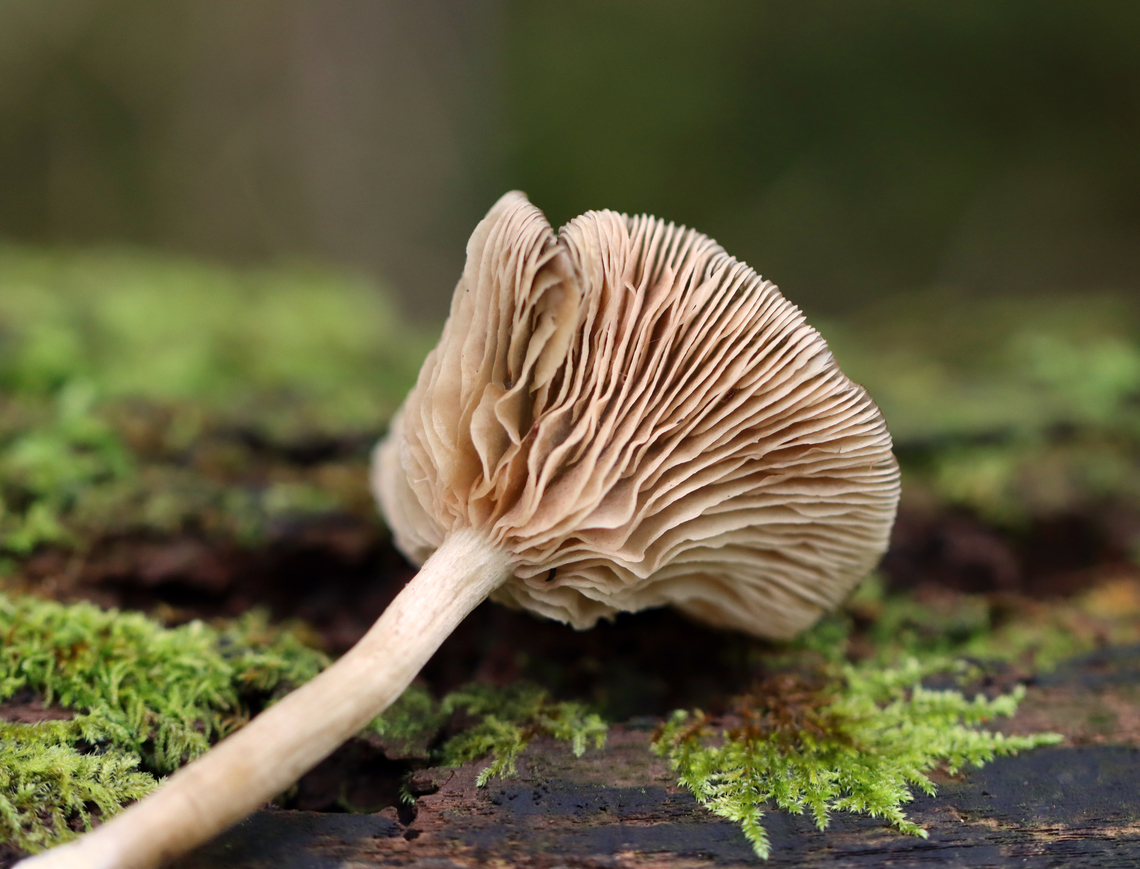 Mushroom - Entoloma sp. Habitat: Growing on the ground; mostly deciduous forest with some pine and hemlock.<br />
<figure class="photo"><a href="https://www.jungledragon.com/image/136981/mushroom_-_entoloma_sp.html" title="Mushroom - Entoloma sp."><img src="https://s3.amazonaws.com/media.jungledragon.com/images/3232/136981_thumb.jpg?AWSAccessKeyId=05GMT0V3GWVNE7GGM1R2&Expires=1767225610&Signature=95ZMtc2dV00AdlWHOhISD0ZHYZg%3D" width="200" height="166" alt="Mushroom - Entoloma sp. Habitat: Growing on the ground; mostly deciduous forest with some pine and hemlock.<br />
https://www.jungledragon.com/image/136981/mushroom_-_agaricales.html<br />
https://www.jungledragon.com/image/136983/mushroom_-_agaricales.html<br />
https://www.jungledragon.com/image/136982/mushroom_-_agaricales.html Geotagged,Summer,United States" /></a></figure><br />
<figure class="photo"><a href="https://www.jungledragon.com/image/136983/mushroom_-_entoloma_sp.html" title="Mushroom - Entoloma sp."><img src="https://s3.amazonaws.com/media.jungledragon.com/images/3232/136983_thumb.jpg?AWSAccessKeyId=05GMT0V3GWVNE7GGM1R2&Expires=1767225610&Signature=tyFOi7Uxz7KdLHJguMnjsDi%2BGkQ%3D" width="102" height="152" alt="Mushroom - Entoloma sp. Habitat: Growing on the ground; mostly deciduous forest with some pine and hemlock.<br />
https://www.jungledragon.com/image/136981/mushroom_-_agaricales.html<br />
https://www.jungledragon.com/image/136983/mushroom_-_agaricales.html<br />
https://www.jungledragon.com/image/136982/mushroom_-_agaricales.html Geotagged,Summer,United States" /></a></figure><br />
<figure class="photo"><a href="https://www.jungledragon.com/image/136982/mushroom_-_entoloma_sp.html" title="Mushroom - Entoloma sp."><img src="https://s3.amazonaws.com/media.jungledragon.com/images/3232/136982_thumb.jpg?AWSAccessKeyId=05GMT0V3GWVNE7GGM1R2&Expires=1767225610&Signature=sn8YqVHzauucgiup5r6du7zde9g%3D" width="200" height="154" alt="Mushroom - Entoloma sp. Habitat: Growing on the ground; mostly deciduous forest with some pine and hemlock.<br />
https://www.jungledragon.com/image/136981/mushroom_-_agaricales.html<br />
https://www.jungledragon.com/image/136983/mushroom_-_agaricales.html<br />
https://www.jungledragon.com/image/136982/mushroom_-_agaricales.html Agaricaceae,Geotagged,Summer,United States,agaricales,entoloma,fungus,mushroom" /></a></figure> Agaricaceae,Geotagged,Summer,United States,agaricales,entoloma,fungus,mushroom