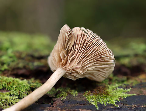 Mushroom - Entoloma sp. Habitat: Growing on the ground; mostly deciduous forest with some pine and hemlock.
https://www.jungledragon.com/image/136981/mushroom_-_agaricales.html
https://www.jungledragon.com/image/136983/mushroom_-_agaricales.html
https://www.jungledragon.com/image/136982/mushroom_-_agaricales.html Agaricaceae,Geotagged,Summer,United States,agaricales,entoloma,fungus,mushroom