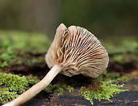 Mushroom - Entoloma sp. Habitat: Growing on the ground; mostly deciduous forest with some pine and hemlock.<br />
https://www.jungledragon.com/image/136981/mushroom_-_agaricales.html<br />
https://www.jungledragon.com/image/136983/mushroom_-_agaricales.html<br />
https://www.jungledragon.com/image/136982/mushroom_-_agaricales.html Agaricaceae,Geotagged,Summer,United States,agaricales,entoloma,fungus,mushroom