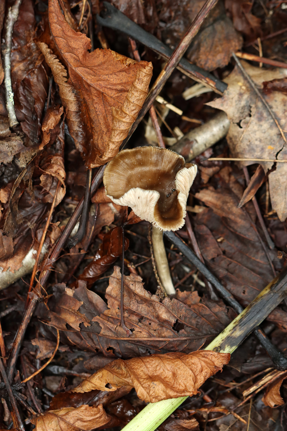 Mushroom - Entoloma sp. Habitat: Growing on the ground; mostly deciduous forest with some pine and hemlock.<br />
<figure class="photo"><a href="https://www.jungledragon.com/image/136981/mushroom_-_entoloma_sp.html" title="Mushroom - Entoloma sp."><img src="https://s3.amazonaws.com/media.jungledragon.com/images/3232/136981_thumb.jpg?AWSAccessKeyId=05GMT0V3GWVNE7GGM1R2&Expires=1769040010&Signature=mmLQM%2BbTm1Ds8Cqh75xvhc19rIc%3D" width="200" height="166" alt="Mushroom - Entoloma sp. Habitat: Growing on the ground; mostly deciduous forest with some pine and hemlock.<br />
https://www.jungledragon.com/image/136981/mushroom_-_agaricales.html<br />
https://www.jungledragon.com/image/136983/mushroom_-_agaricales.html<br />
https://www.jungledragon.com/image/136982/mushroom_-_agaricales.html Geotagged,Summer,United States" /></a></figure><br />
<figure class="photo"><a href="https://www.jungledragon.com/image/136983/mushroom_-_entoloma_sp.html" title="Mushroom - Entoloma sp."><img src="https://s3.amazonaws.com/media.jungledragon.com/images/3232/136983_thumb.jpg?AWSAccessKeyId=05GMT0V3GWVNE7GGM1R2&Expires=1769040010&Signature=XEjKL2Xls2J3P%2BSuNBsLN7p8lXY%3D" width="102" height="152" alt="Mushroom - Entoloma sp. Habitat: Growing on the ground; mostly deciduous forest with some pine and hemlock.<br />
https://www.jungledragon.com/image/136981/mushroom_-_agaricales.html<br />
https://www.jungledragon.com/image/136983/mushroom_-_agaricales.html<br />
https://www.jungledragon.com/image/136982/mushroom_-_agaricales.html Geotagged,Summer,United States" /></a></figure><br />
<figure class="photo"><a href="https://www.jungledragon.com/image/136982/mushroom_-_entoloma_sp.html" title="Mushroom - Entoloma sp."><img src="https://s3.amazonaws.com/media.jungledragon.com/images/3232/136982_thumb.jpg?AWSAccessKeyId=05GMT0V3GWVNE7GGM1R2&Expires=1769040010&Signature=oZDo3ElrFkYk%2BA66Ngw9B7h80sk%3D" width="200" height="154" alt="Mushroom - Entoloma sp. Habitat: Growing on the ground; mostly deciduous forest with some pine and hemlock.<br />
https://www.jungledragon.com/image/136981/mushroom_-_agaricales.html<br />
https://www.jungledragon.com/image/136983/mushroom_-_agaricales.html<br />
https://www.jungledragon.com/image/136982/mushroom_-_agaricales.html Agaricaceae,Geotagged,Summer,United States,agaricales,entoloma,fungus,mushroom" /></a></figure> Geotagged,Summer,United States