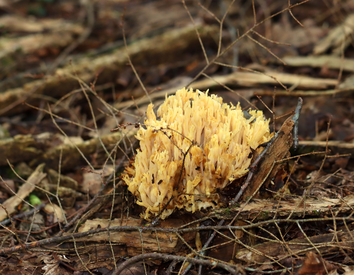 Coral Fungus - Ramaria sp. Habitat: Growing in a pile of very rotten wood, which was probably a log that fell apart. Mixed forest. Geotagged,Summer,United States,coral fungus,fungus,mushroom