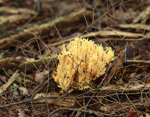 Coral Fungus - Ramaria sp. Habitat: Growing in a pile of very rotten wood, which was probably a log that fell apart. Mixed forest. Geotagged,Summer,United States,coral fungus,fungus,mushroom