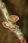 Thin Walled Maze Polypore - Daedaleopsis confragosa Habitat: Hardwood; deciduous forest<br />
https://www.jungledragon.com/image/136988/thin_walled_maze_polypore_-_daedaleopsis_confragosa.html<br />
https://www.jungledragon.com/image/136987/thin_walled_maze_polypore_-_daedaleopsis_confragosa.html<br />
https://www.jungledragon.com/image/136986/thin_walled_maze_polypore_-_daedaleopsis_confragosa.html<br />
 Daedaleopsis confragosa,Geotagged,Summer,Thin walled maze polypore,United States