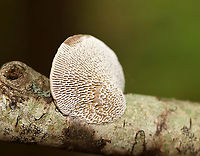 Thin Walled Maze Polypore - Daedaleopsis confragosa Habitat: Hardwood; deciduous forest<br />
https://www.jungledragon.com/image/136988/thin_walled_maze_polypore_-_daedaleopsis_confragosa.html<br />
https://www.jungledragon.com/image/136987/thin_walled_maze_polypore_-_daedaleopsis_confragosa.html<br />
https://www.jungledragon.com/image/136986/thin_walled_maze_polypore_-_daedaleopsis_confragosa.html Daedaleopsis confragosa,Geotagged,Summer,Thin walled maze polypore,United States