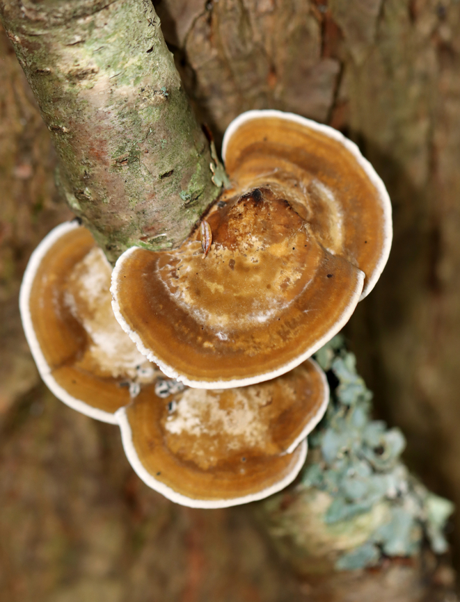 Thin Walled Maze Polypore - Daedaleopsis confragosa Habitat: Hardwood; deciduous forest<br />
<figure class="photo"><a href="https://www.jungledragon.com/image/136988/thin_walled_maze_polypore_-_daedaleopsis_confragosa.html" title="Thin Walled Maze Polypore - Daedaleopsis confragosa"><img src="https://s3.amazonaws.com/media.jungledragon.com/images/3232/136988_thumb.jpg?AWSAccessKeyId=05GMT0V3GWVNE7GGM1R2&Expires=1759968010&Signature=Ws0MYCLi%2B9a3lVuSQrMCtN%2Be8Tw%3D" width="118" height="152" alt="Thin Walled Maze Polypore - Daedaleopsis confragosa Habitat: Hardwood; deciduous forest<br />
https://www.jungledragon.com/image/136988/thin_walled_maze_polypore_-_daedaleopsis_confragosa.html<br />
https://www.jungledragon.com/image/136987/thin_walled_maze_polypore_-_daedaleopsis_confragosa.html<br />
https://www.jungledragon.com/image/136986/thin_walled_maze_polypore_-_daedaleopsis_confragosa.html Daedaleopsis,Daedaleopsis confragosa,Geotagged,Summer,Thin walled maze polypore,United States,fungus,mushroom,polypore" /></a></figure><br />
<figure class="photo"><a href="https://www.jungledragon.com/image/136987/thin_walled_maze_polypore_-_daedaleopsis_confragosa.html" title="Thin Walled Maze Polypore - Daedaleopsis confragosa"><img src="https://s3.amazonaws.com/media.jungledragon.com/images/3232/136987_thumb.jpg?AWSAccessKeyId=05GMT0V3GWVNE7GGM1R2&Expires=1759968010&Signature=3NaW1PUm63DTC5NU2hJ5kwLXlQQ%3D" width="200" height="158" alt="Thin Walled Maze Polypore - Daedaleopsis confragosa Habitat: Hardwood; deciduous forest<br />
https://www.jungledragon.com/image/136988/thin_walled_maze_polypore_-_daedaleopsis_confragosa.html<br />
https://www.jungledragon.com/image/136987/thin_walled_maze_polypore_-_daedaleopsis_confragosa.html<br />
https://www.jungledragon.com/image/136986/thin_walled_maze_polypore_-_daedaleopsis_confragosa.html Daedaleopsis confragosa,Geotagged,Summer,Thin walled maze polypore,United States" /></a></figure><br />
<figure class="photo"><a href="https://www.jungledragon.com/image/136986/thin_walled_maze_polypore_-_daedaleopsis_confragosa.html" title="Thin Walled Maze Polypore - Daedaleopsis confragosa"><img src="https://s3.amazonaws.com/media.jungledragon.com/images/3232/136986_thumb.jpg?AWSAccessKeyId=05GMT0V3GWVNE7GGM1R2&Expires=1759968010&Signature=C7HYEMM1sq2NPaSYAEU1XHh1Wqw%3D" width="100" height="152" alt="Thin Walled Maze Polypore - Daedaleopsis confragosa Habitat: Hardwood; deciduous forest<br />
https://www.jungledragon.com/image/136988/thin_walled_maze_polypore_-_daedaleopsis_confragosa.html<br />
https://www.jungledragon.com/image/136987/thin_walled_maze_polypore_-_daedaleopsis_confragosa.html<br />
https://www.jungledragon.com/image/136986/thin_walled_maze_polypore_-_daedaleopsis_confragosa.html<br />
 Daedaleopsis confragosa,Geotagged,Summer,Thin walled maze polypore,United States" /></a></figure> Daedaleopsis,Daedaleopsis confragosa,Geotagged,Summer,Thin walled maze polypore,United States,fungus,mushroom,polypore