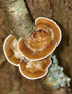 Thin Walled Maze Polypore - Daedaleopsis confragosa Habitat: Hardwood; deciduous forest
https://www.jungledragon.com/image/136988/thin_walled_maze_polypore_-_daedaleopsis_confragosa.html
https://www.jungledragon.com/image/136987/thin_walled_maze_polypore_-_daedaleopsis_confragosa.html
https://www.jungledragon.com/image/136986/thin_walled_maze_polypore_-_daedaleopsis_confragosa.html Daedaleopsis,Daedaleopsis confragosa,Geotagged,Summer,Thin walled maze polypore,United States,fungus,mushroom,polypore