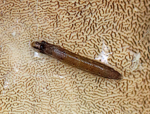 Predatory Fungus Gnat Larva - Family Keroplatidae Habitat: Found on fungus; mixed forest Geotagged,Keroplatidae,Summer,United States,fungus gnat,gnat,gnat larva,larva,predatory fungus gnat