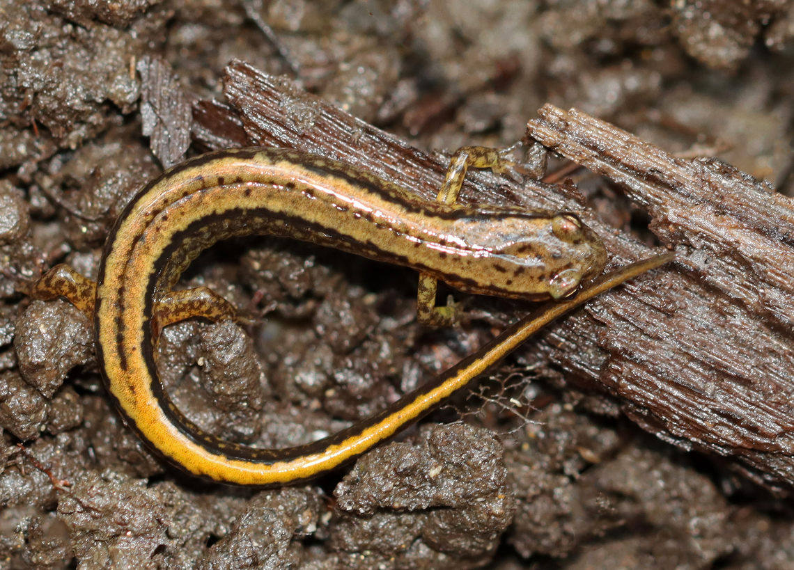 Northern two-lined salamander - Eurycea bislineata Habitat: Mixed forest Eurycea bislineata,Geotagged,Northern two-lined salamander,Summer,United States,salamander