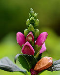 Pink Turtlehead - Chelone lyonii This plant grows native in the southern Appalachian Mountains.<br />
<br />
Habitat: Garden<br />
https://www.jungledragon.com/image/136992/pink_turtlehead_-_chelone_lyonii.html Chelone lyonii,Geotagged,Summer,United States